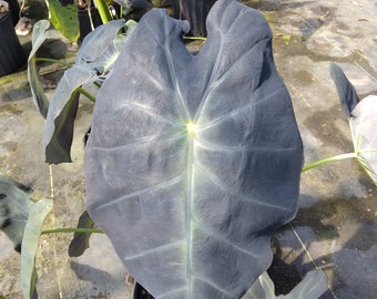 Colocasia escuenta Black Beauty Elephant Ear Tropical Plant