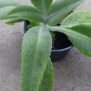 Nearly FREE Kalanchoe when you Purchase any Non-Plant Merchandise get one gastonis-bonnieri Donkey Ear Kanlanchoe Succulent Madagascar Plant