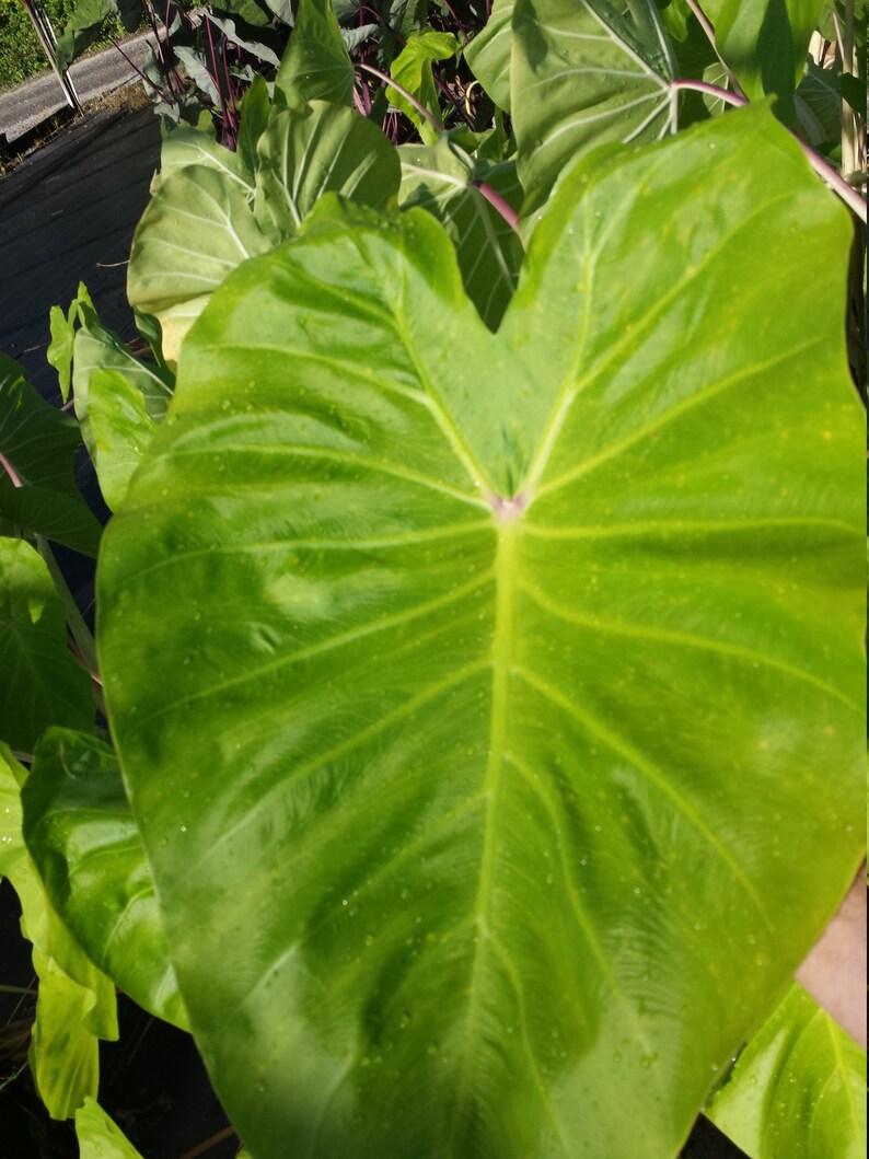 Colocasia Maui Gold Elephant Ear Tropical Plant Etsy Australia