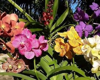 Orchid Vanda Choose by color in spike Tropical Hanging Plant
