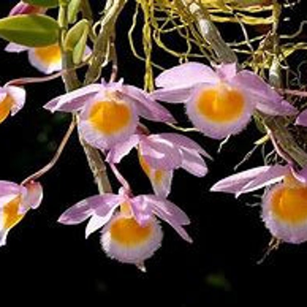 Orchid Dendrobium loddigesii mounted cork Fragrant Micro Miniature