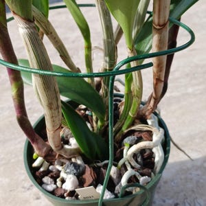 May include: A green plastic pot containing an orchid plant with long green leaves and thick stems. A green wire support ring encircles the plant. The potting medium consists of dark bark and white perlite. A small white tag with the number 5021 is visible.