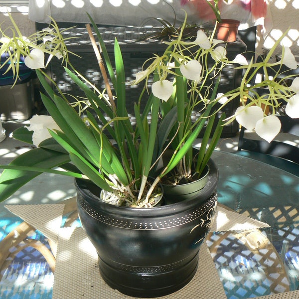 Orchid nodosa Little Stars Cattleya Brassavola Fragrant Plants