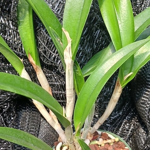 May include: A potted orchid plant featuring multiple long, vibrant green leaves and light-coloured, cylindrical pseudobulbs. The plant is rooted in a container filled with dark brown bark chips, small grey stones, and visible white root tips.