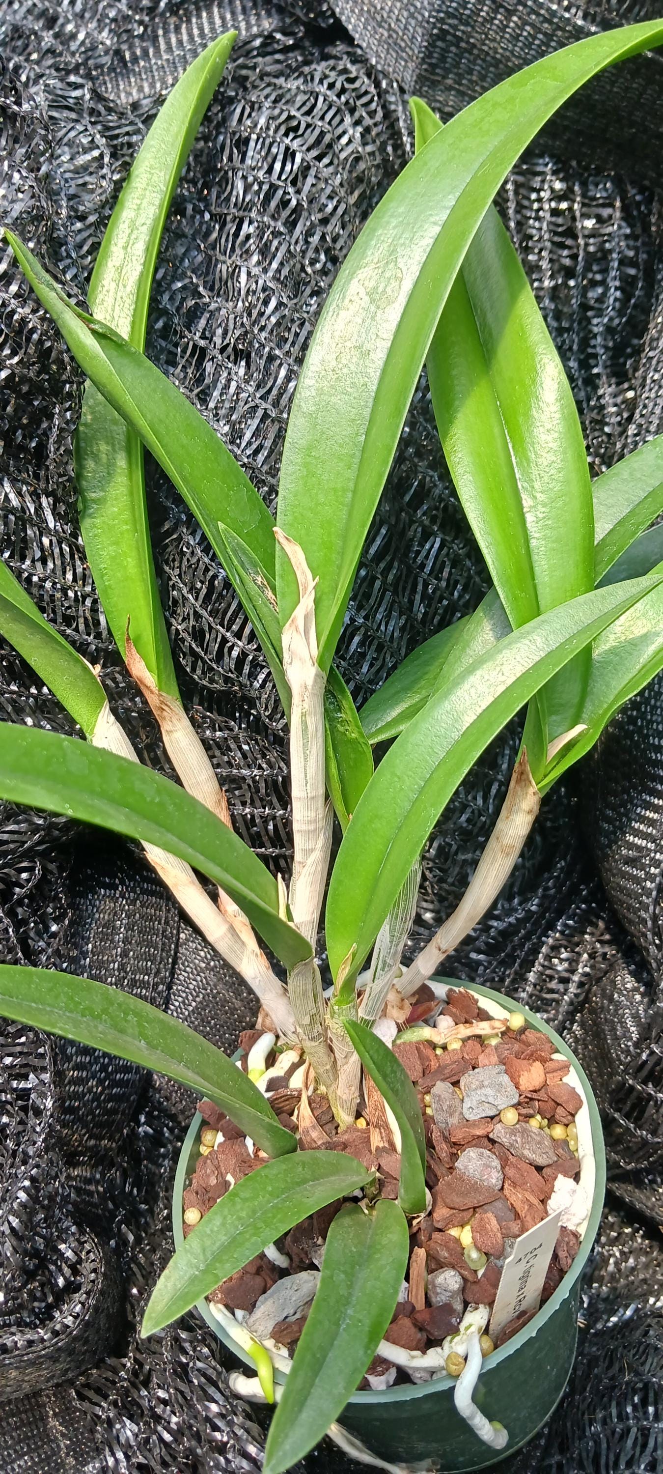 Orchid Cattleya C Triginodosa X Rcv David Sanders Tropical Plant