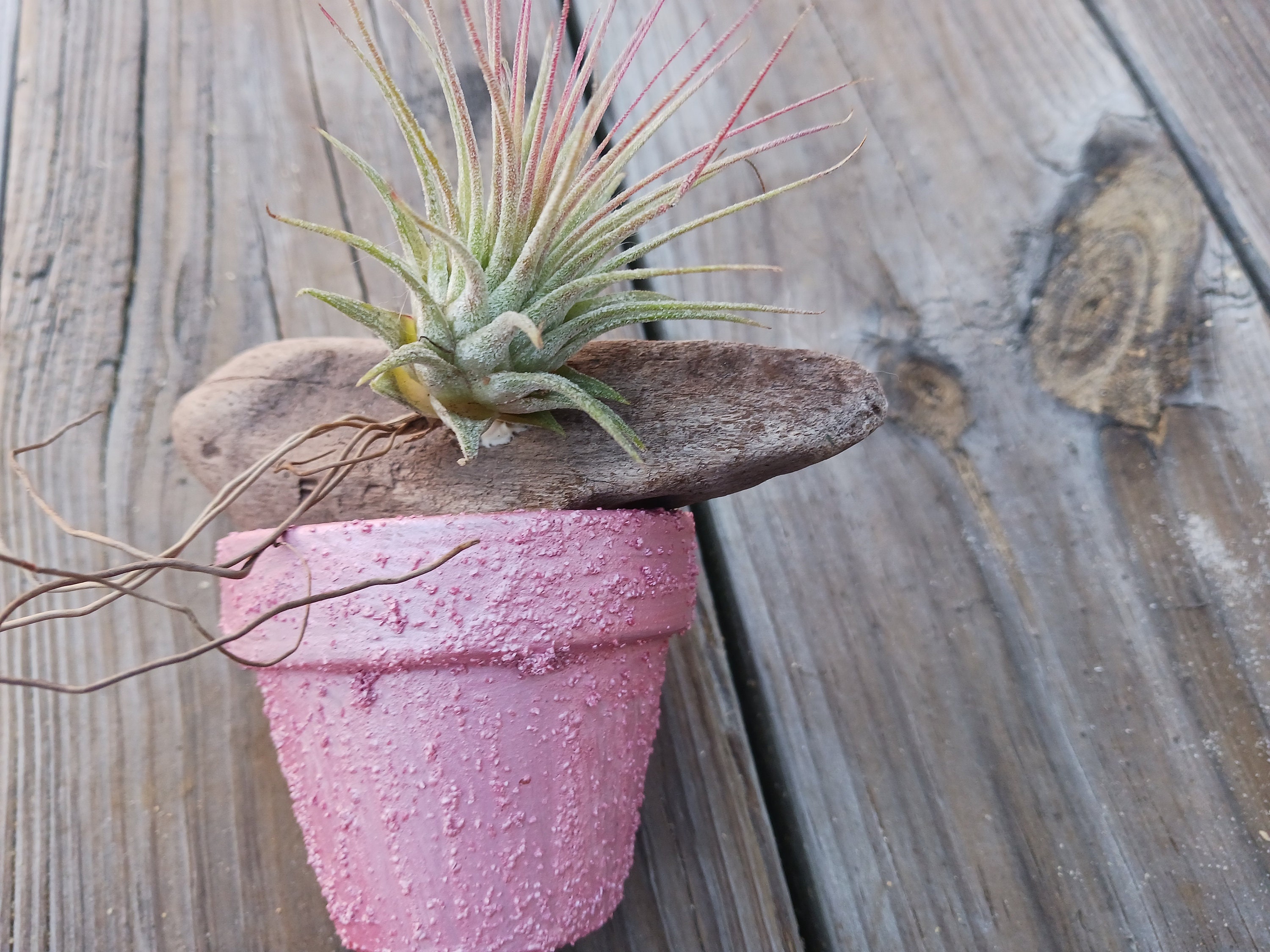 Bromeliad Tillandsia, Air Plant Mounted on Driftwood Placed in Pot