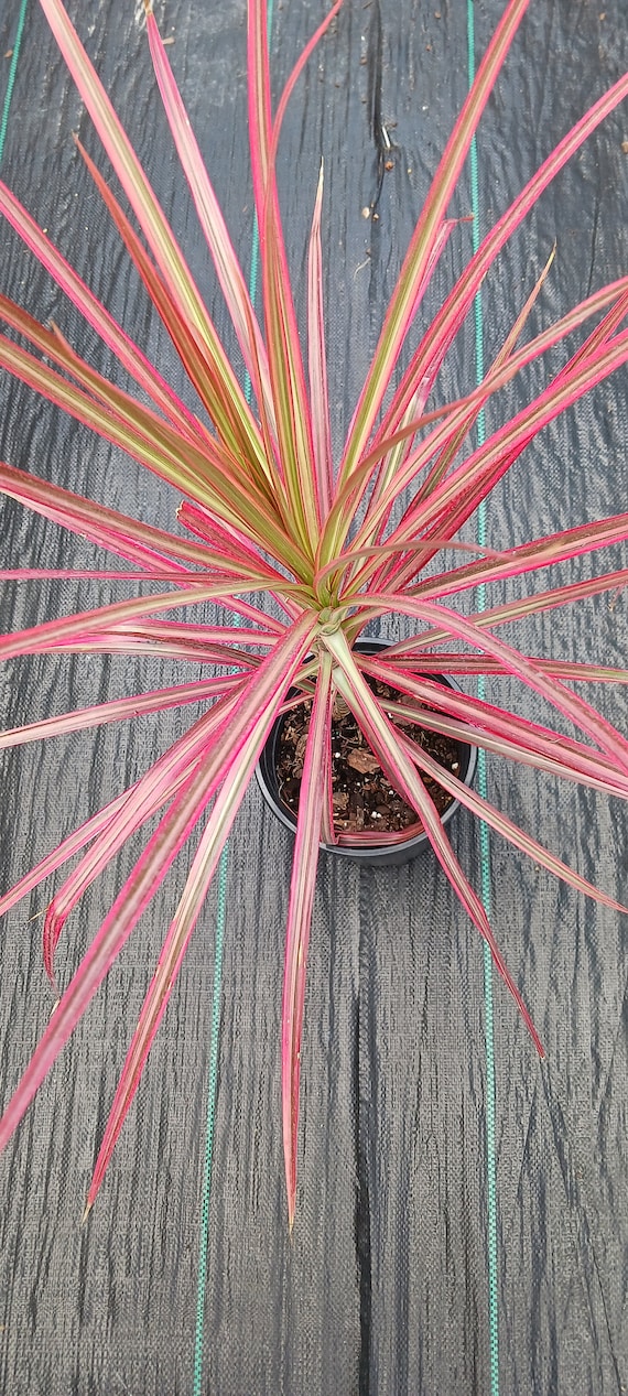 Pink Dracaena Marginata Tricolor Dragon Tree Aka Colorama