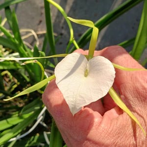 Orchid Cattleya Brassavola nodosa species Fragrant Plants Lady of the Night