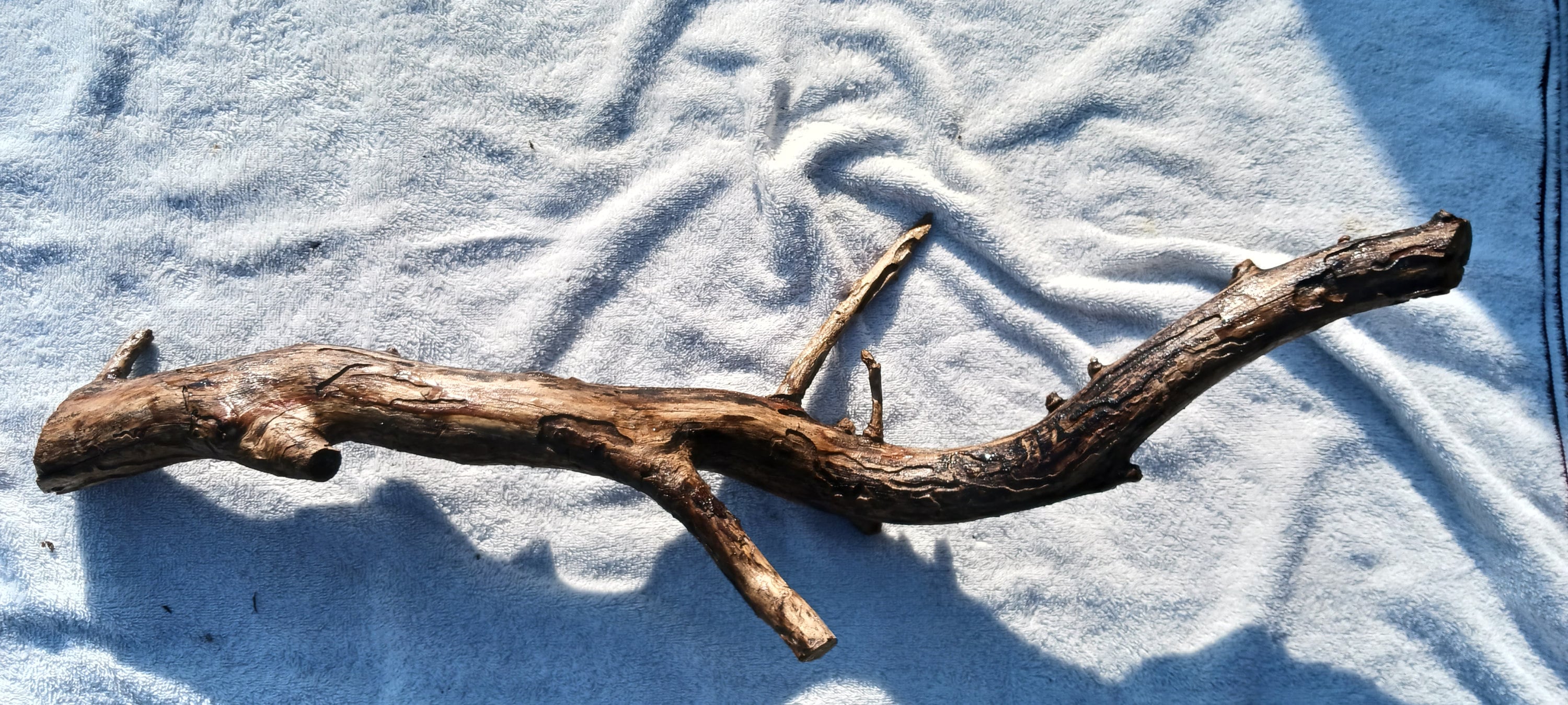 Natural Sculpture, Driftwood, Citrus, Hardwood, natural wood decor. Citrus Branch 30"!