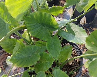 Alocasia Odora Elephant Ear Tropical Plants