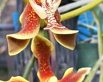 Orchid Paraphalaenopsis labukensis