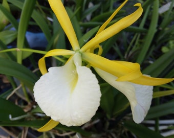 Orchid Cattleya Brassavola Myv Paul Storm Tropical Plant