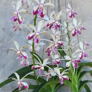 Orchid Vanda Fragrant 3 Pack Tropical Hanging Plants