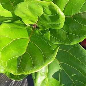 May include: Close-up of a green fiddle leaf fig plant with large, veined leaves. The plant is growing in a pot and is surrounded by brown leaves and a black background.