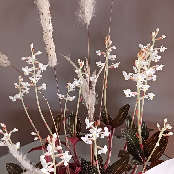 Ludisia Discolor, Black Jewel Orchid