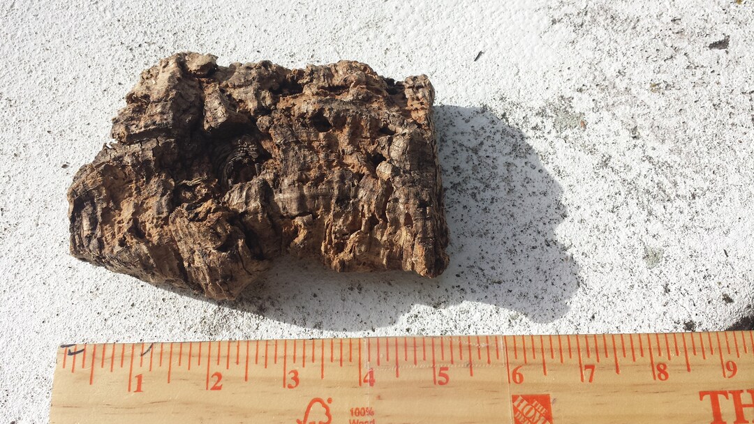 Cork Bark Mounting for Orchid Epipyhte Air Plant Hanging Wire Attached