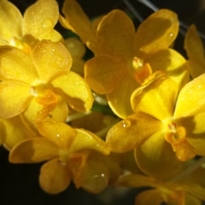 Orchid Vanda 3 Pack Yellow color Tropical Hanging Plant