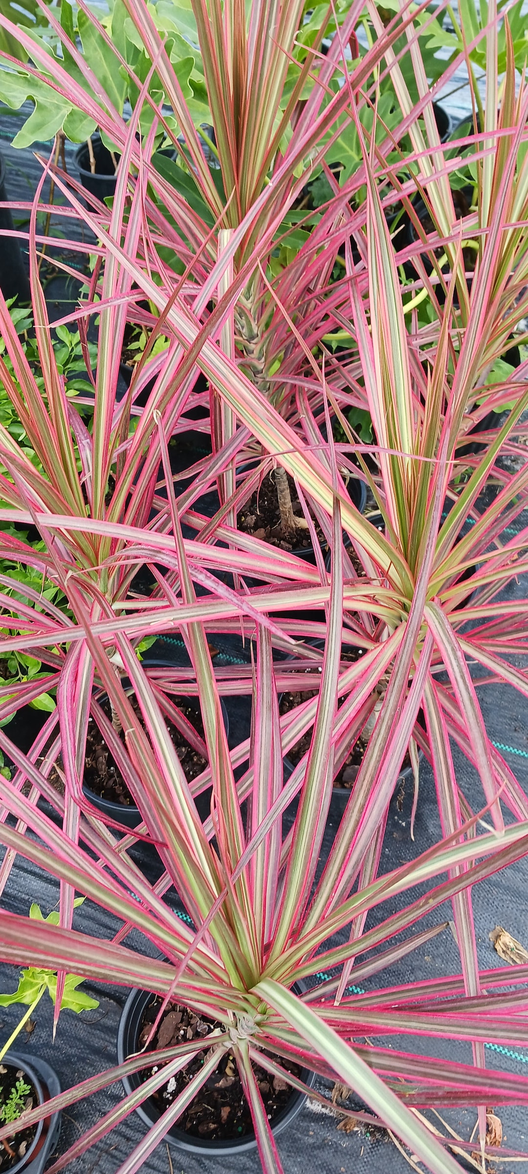 Pink Dracaena Marginata Tricolor Dragon Tree Aka Colorama