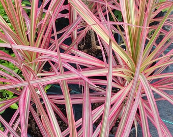 Dracaena Marginata Tricolor Dragon Plant Pink aka Colorama Tropical