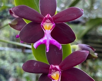Orchid Vanda Trichoglottis atroperpurea