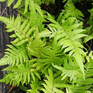 May include: A vibrant green fern plant with multiple fronds featuring finely divided, feathery leaflets. The plant is potted in a dark container, displaying a dense cluster of bright, light green foliage that radiates outward from the center.
