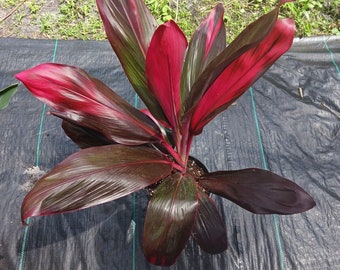 Ti Plant Cordyline fruticosa variety 3 pack