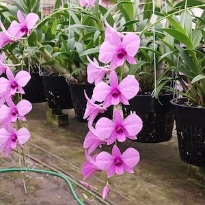 Peut inclure: Des fleurs d'orchidées roses en fleurs suspendues à des pots en plastique noirs. Les orchidées poussent dans une serre.