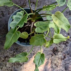 Xanadu Philodendron - Etsy