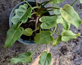 Philodendron xanadu compact Thaumatophyllum Large Medium Small Size Tropical Plant