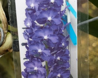 Orchid Vanda Ploenpit Blue Fragrant