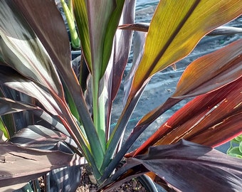 Cordyline fruticosa Midnight Velvet Black Magic