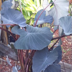 Colocasia Midnight Elephant Ear Tropical Plant