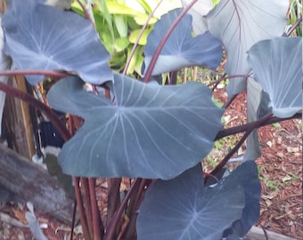 Colocasia Midnight Elephant Ear Tropical Plant