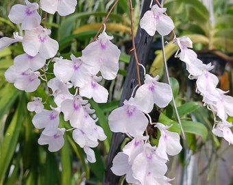 Orchid Ionopsis utricularioides on coconut with hanging hook