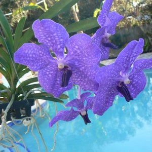 Orchid Vanda Pachara Delight Pachara Tropical Hanging Plant