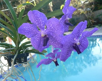 Orchid Vanda Pachara Delight Pachara Tropical Hanging Plant