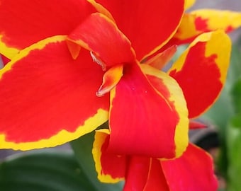 Canna Lily orange yellow