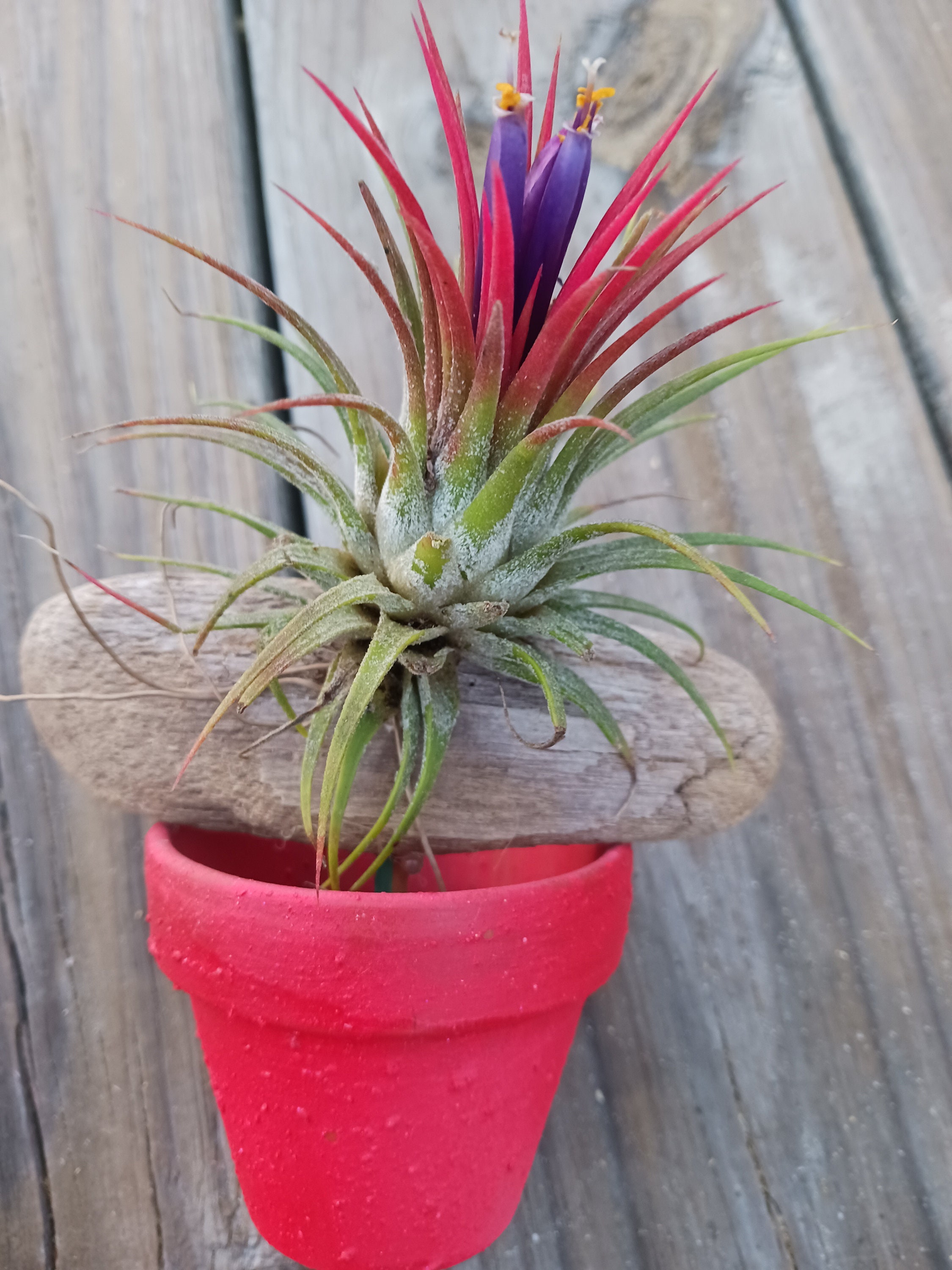 Bromeliad Tillandsia, Air Plant Mounted on Driftwood Placed in Pot