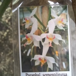 Orchidee Paraphaleonopsis serpentiingua x Paraphaleonopsis Laycockii wohlriechend montierte Hängepflanze