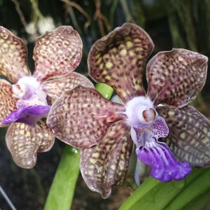 Orchidée Vanda Rhynchorides Bangkok Sunset Plantes tropicales - Etsy France