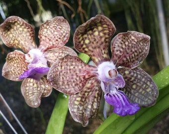 Orchidea Vanda Pda Mimi Palmer Pianta pensile tropicale molto profumata