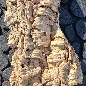 May include: A piece of natural cork bark with a rough, deeply fissured, and textured surface. The material displays a light tan and beige color palette with irregular ridges and crevices throughout its organic, uneven, and weathered exterior.