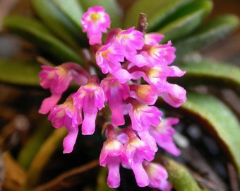 Orchid Schoenorchis scolopendria mirco miniature mounted plants