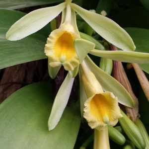 Orchid Vanilla planifolia large thick 2 ft vine Plants Price Reduced