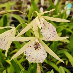 May include: Close-up of a cluster of orchids with creamy yellow petals and white centers speckled with purple dots. The long, slender petals extend outward, creating a star-like shape. Green leaves provide a backdrop.