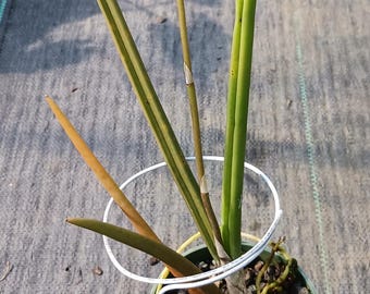Orchid Trichocentrum Kunine Oncidium potted or mounted