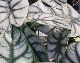 Alocasia Silver Dragon Elephant Ear Tropical Plant