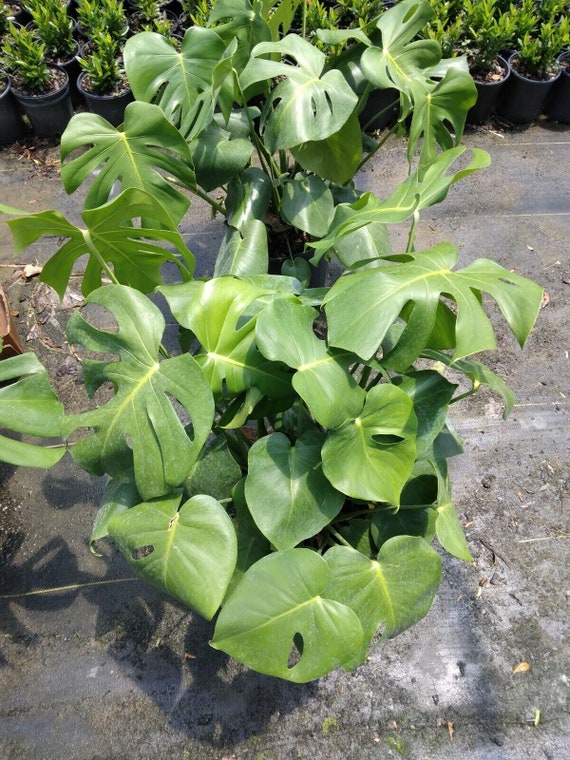 Philodendron Monstera Deliciosa Swiss Cheese Various Sizes Epiphytic Plant  - Etsy