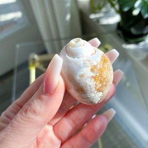 Petrified Shell Fossil