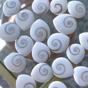 Drop Shape Shellin RARE Shiva Eye Shell - Tear Drop Shape - Etsy